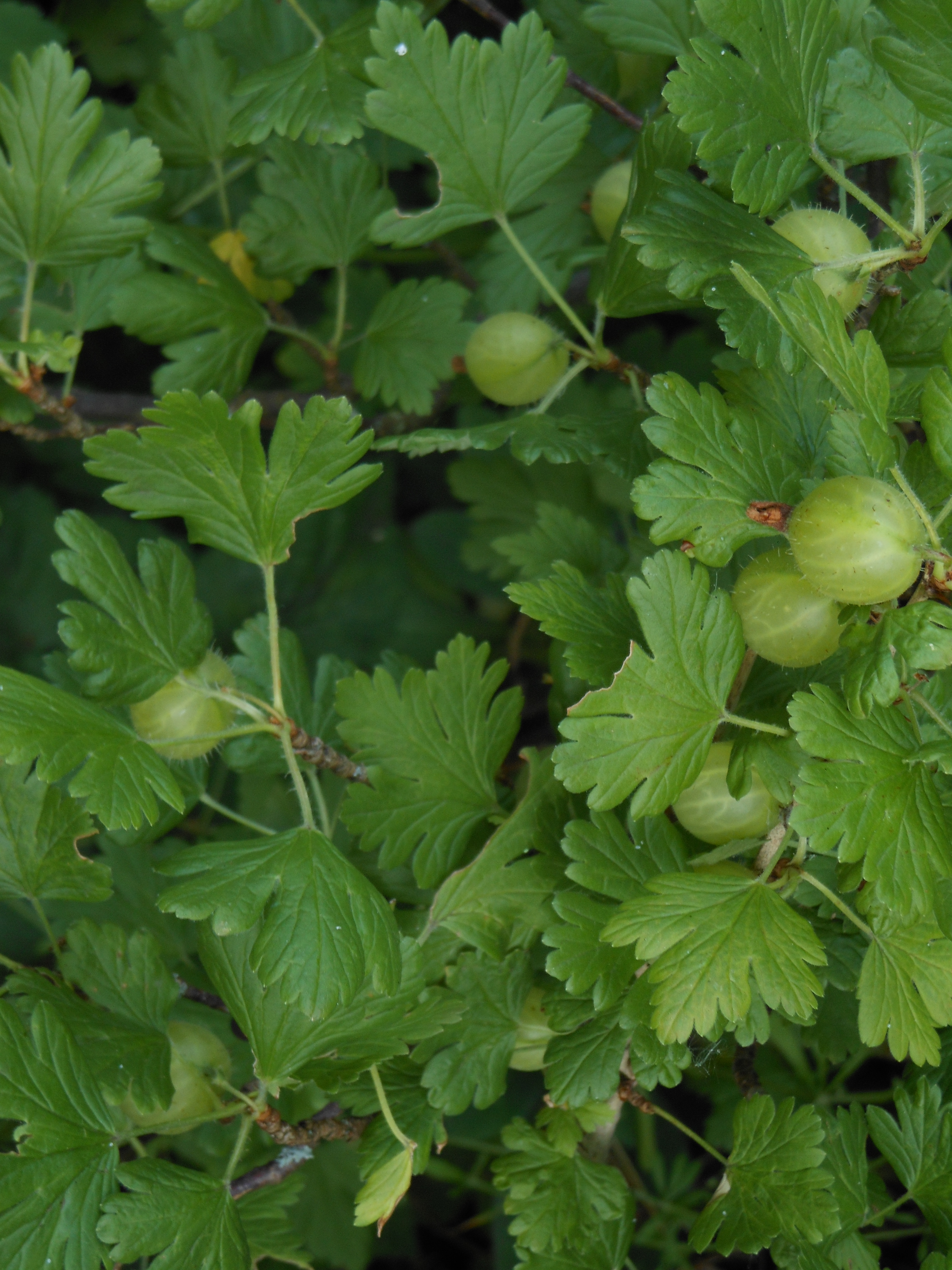 August Craft Sunflower